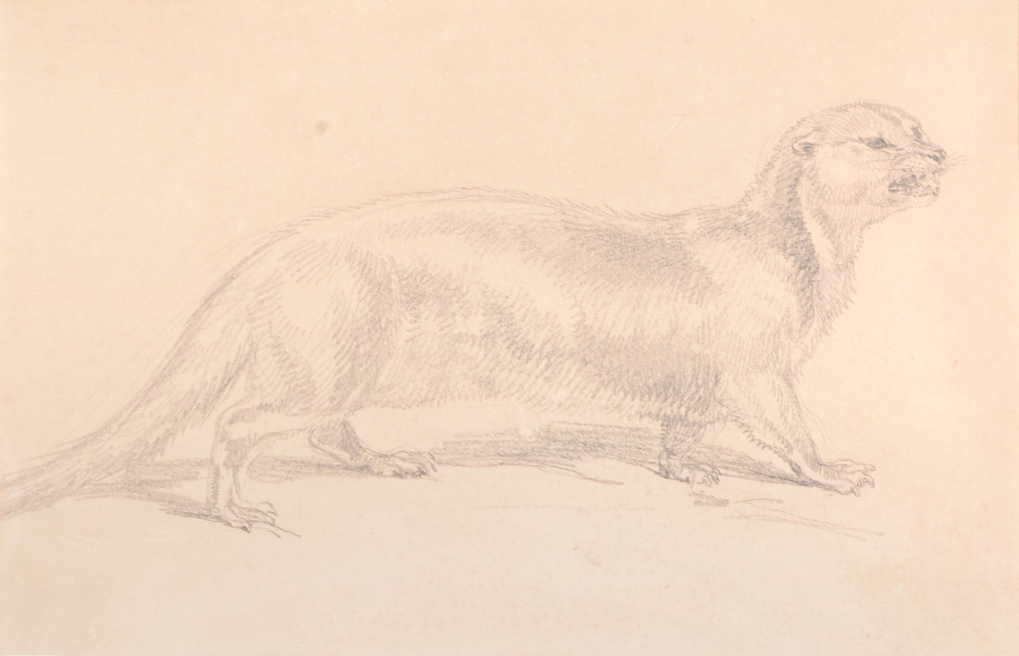 Attributed to Sir Edwin Landseer An otter Pencil 10 x 17cm Attributed to Sir Edwin Landseer