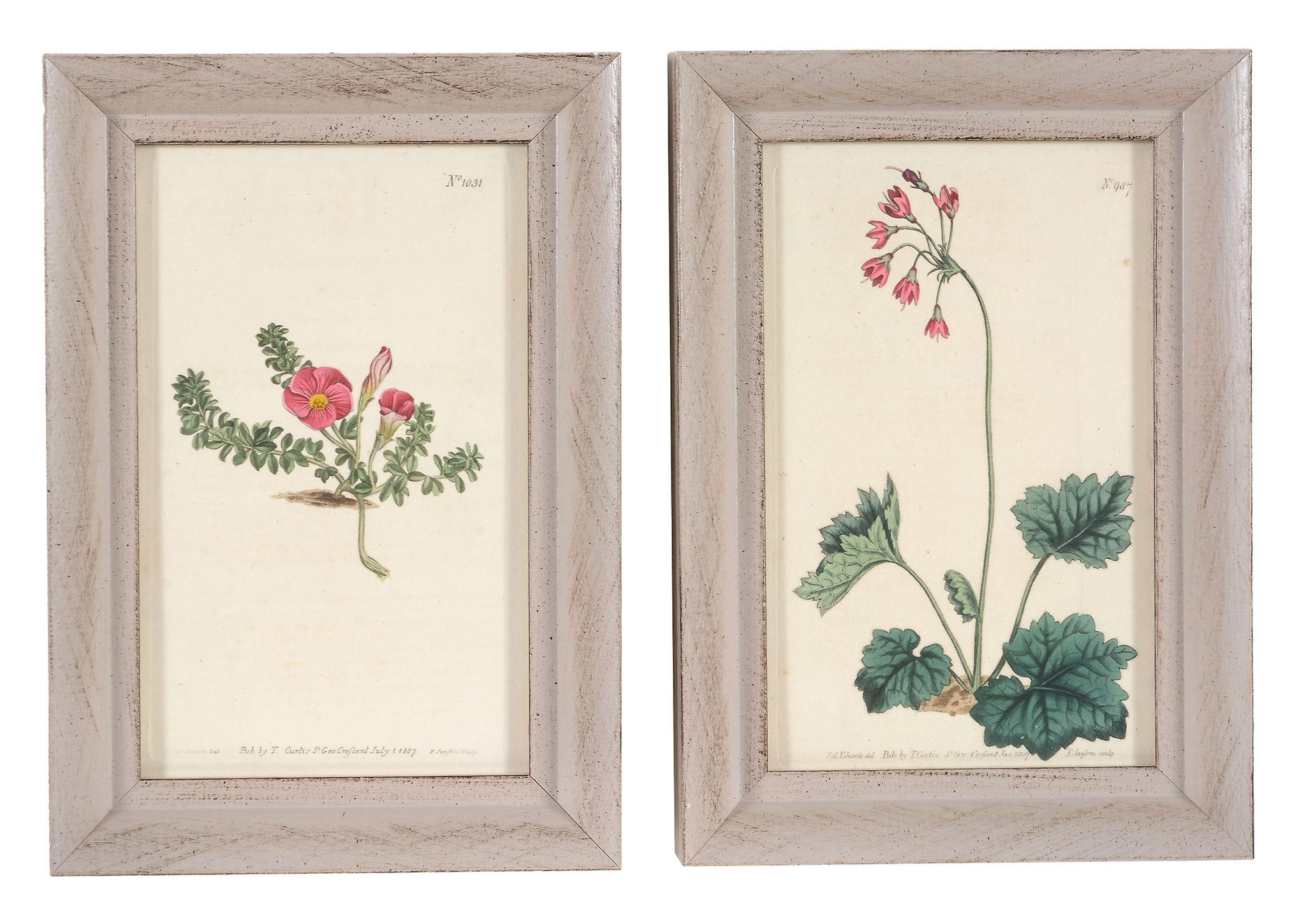 After William and Thomas Curtis, a set of twelve hand coloured botanical prints, early 19th - Image 2 of 6