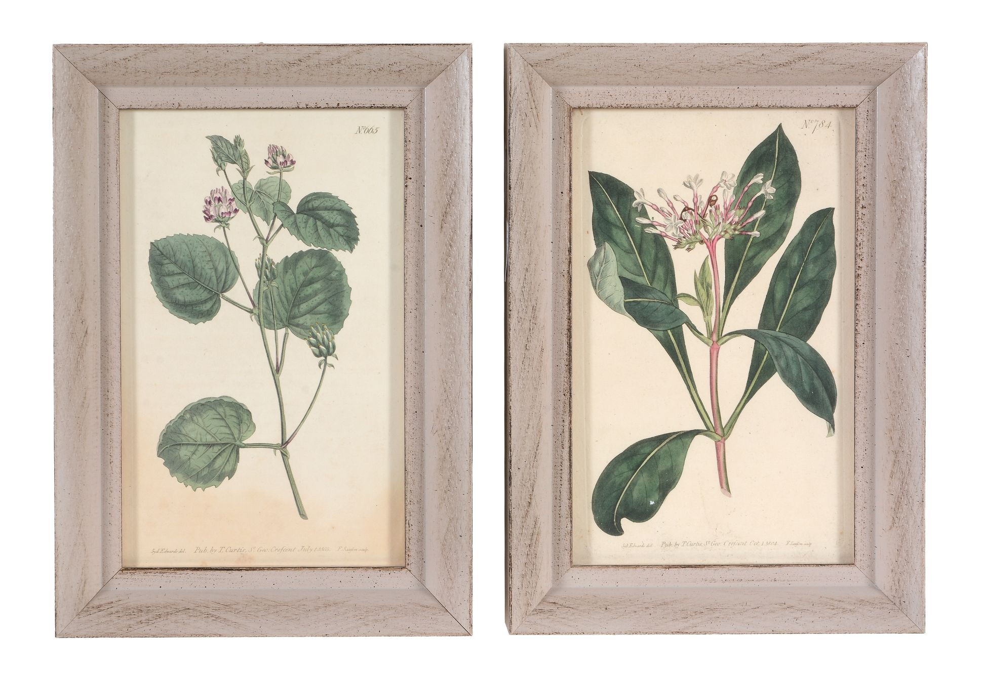 After William and Thomas Curtis, a set of twelve hand coloured botanical prints, early 19th - Image 5 of 6