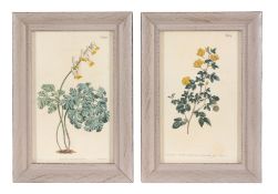 After William and Thomas Curtis, a set of twelve hand coloured botanical prints, early 19th