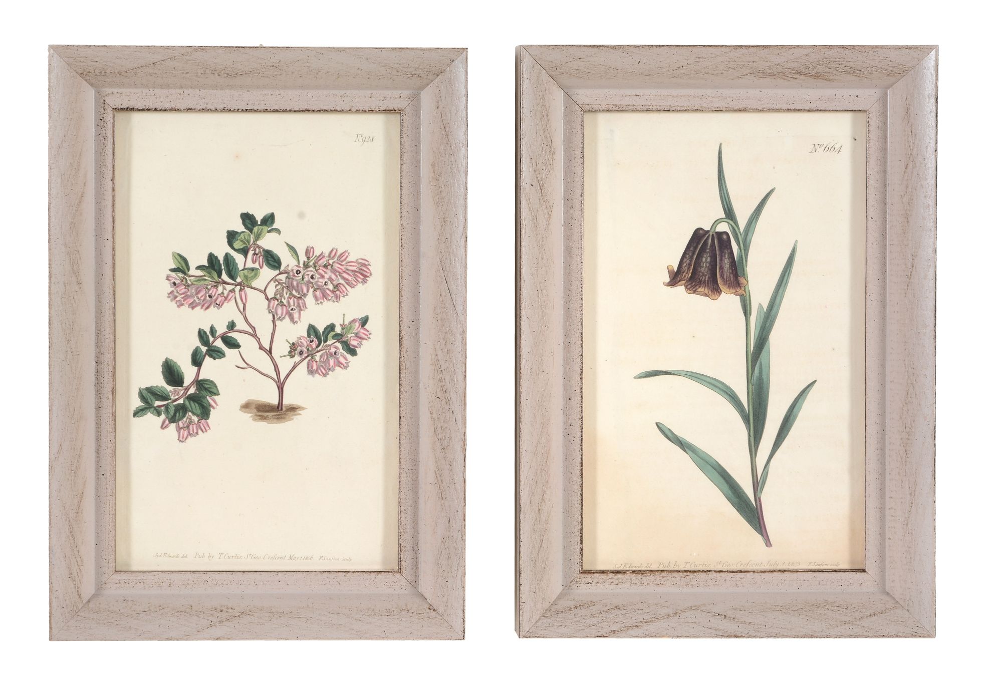 After William and Thomas Curtis, a set of twelve hand coloured botanical prints, early 19th - Image 4 of 6