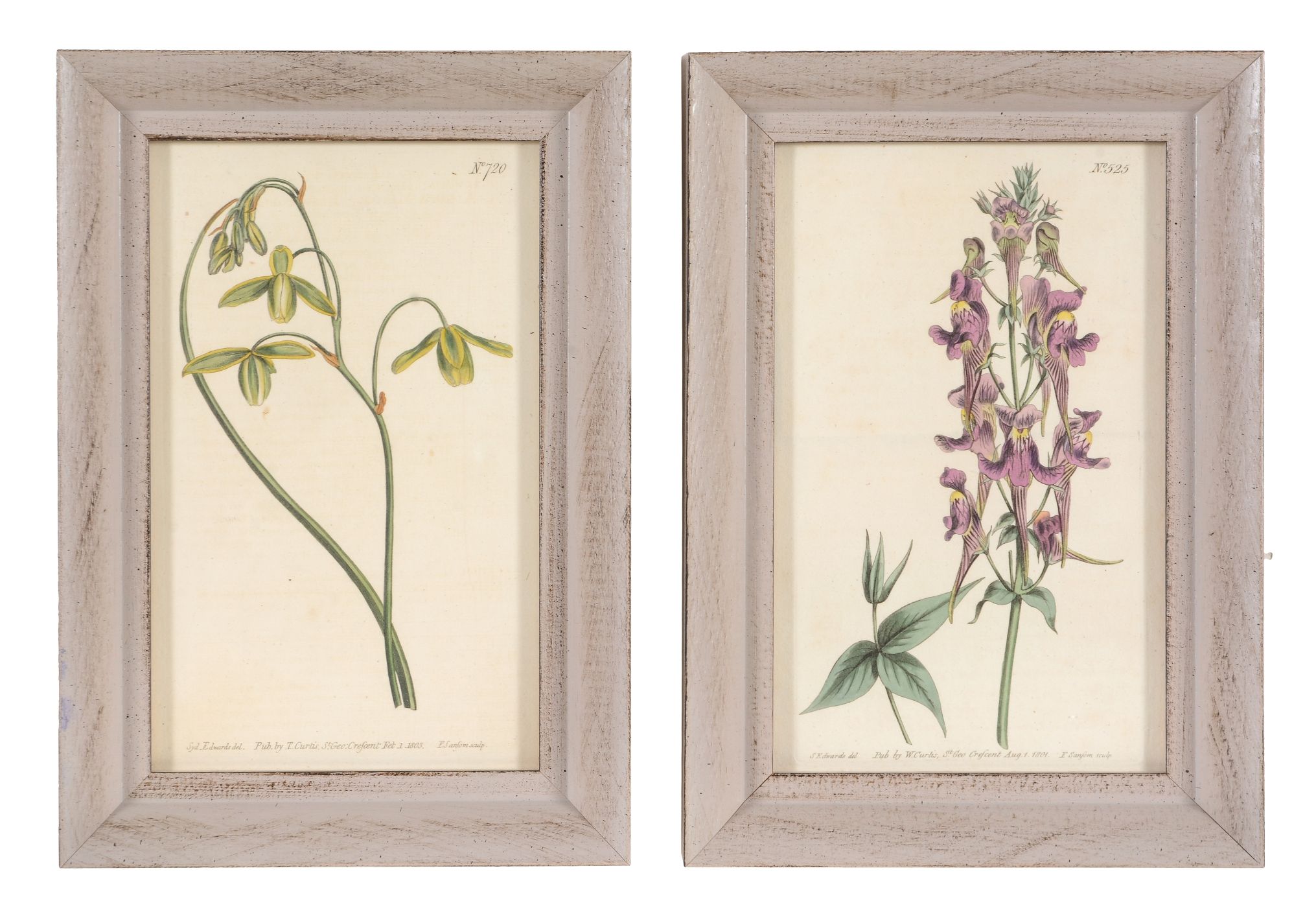 After William and Thomas Curtis, a set of twelve hand coloured botanical prints, early 19th - Image 3 of 6