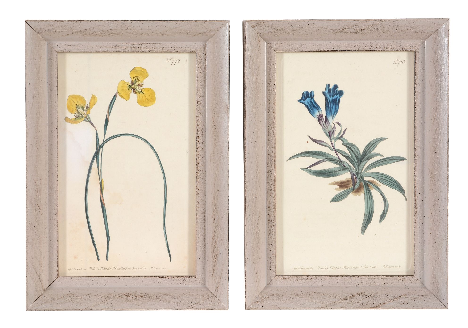 After William and Thomas Curtis, a set of twelve hand coloured botanical prints, early 19th - Image 6 of 6