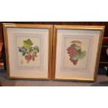 Two reproduction prints of grapes Each 40 x 31cm. (15 3/4 x 12 1/4) (2)