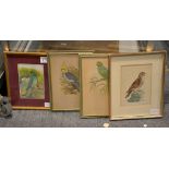 A group of four pictures of exotic birds, three prints and one painted on stone, various sizes,