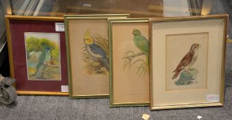 A group of four pictures of exotic birds, three prints and one painted on stone, various sizes,