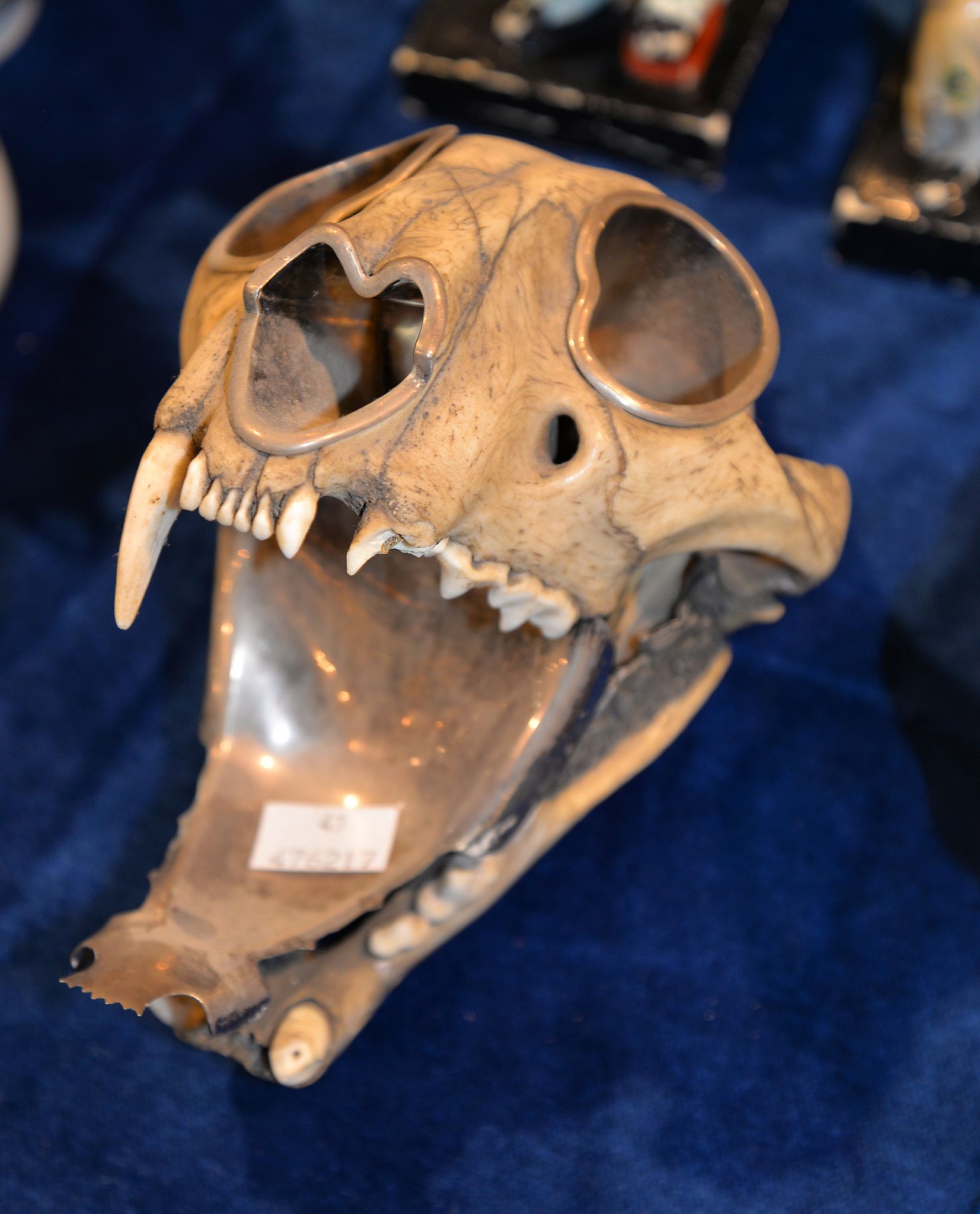 An Indian white-metal mounted big cat skull