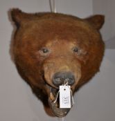 A preserved brown bear's head, by Rowland Ward, with labels verso, and numbered 950, Provenance: