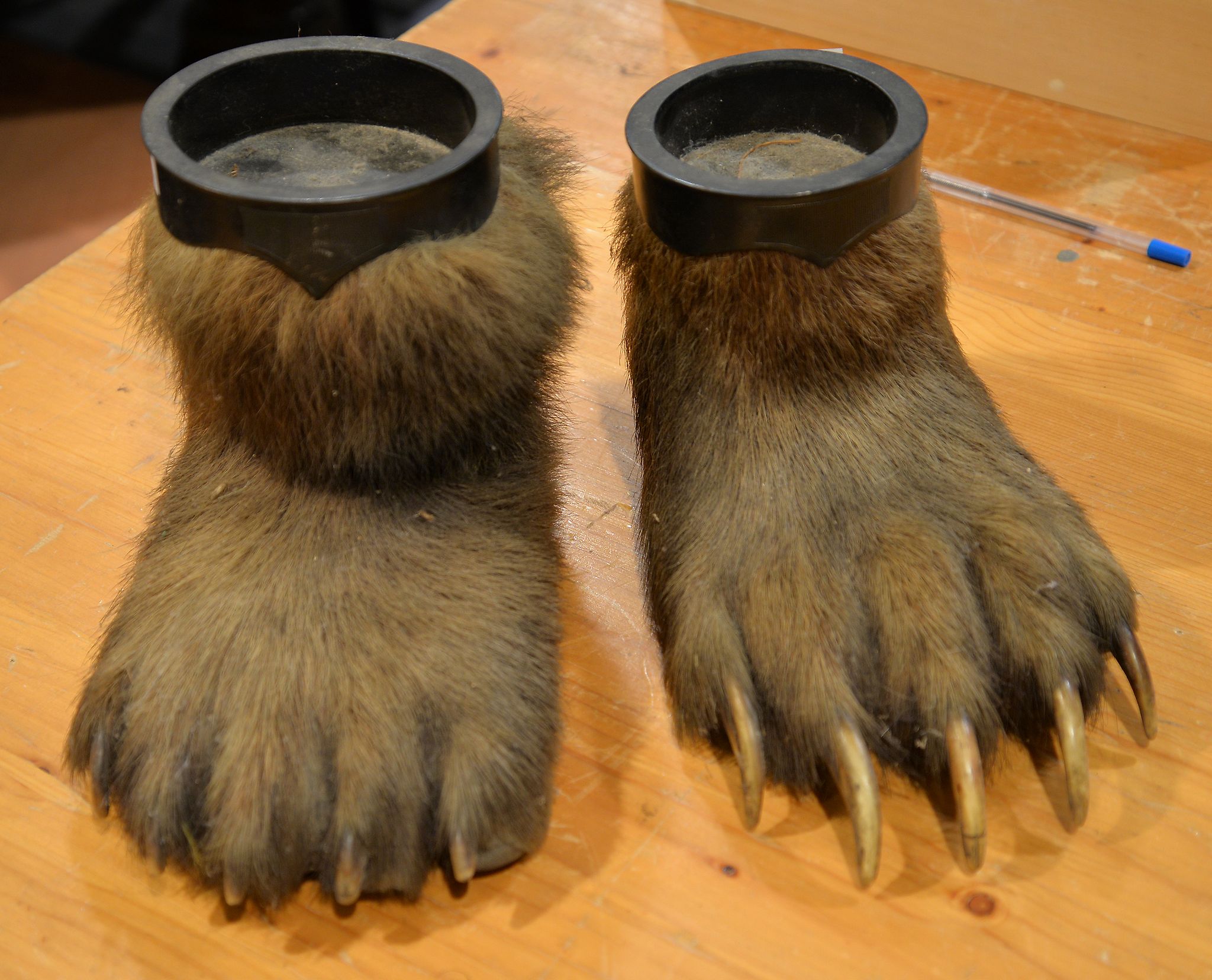 Two bear's paws mounted as ash trays, Provenance: Beleived to have been ºgged' circa 1908 by Mr.