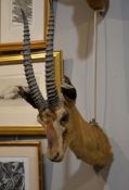 A taxidermied gazelle head, by Rowland Ward, probably a Red-fronted gazelle or Dorcas gazelle