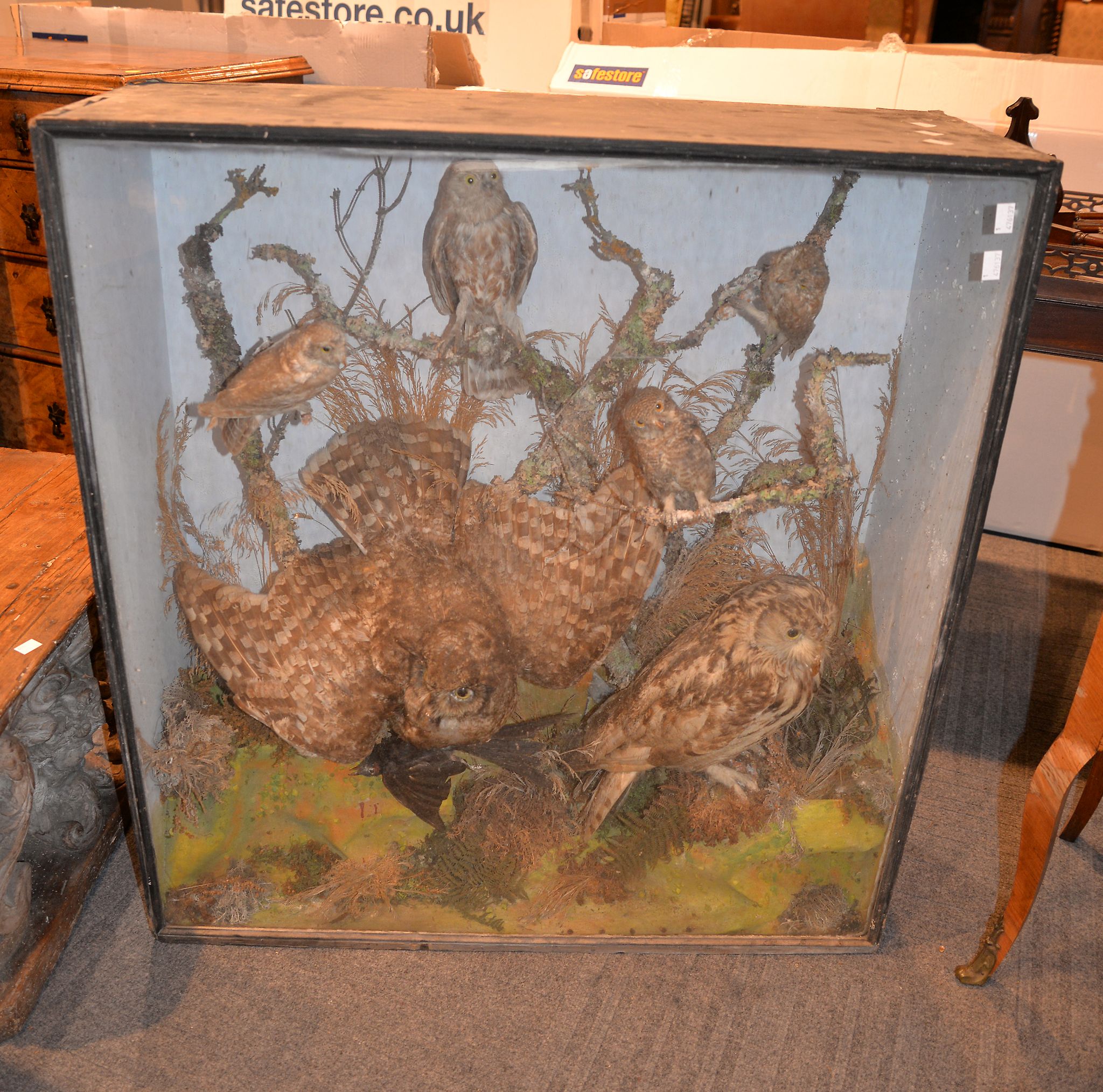 A Victorian taxidermy case of assorted owls in a naturalistic setting , including little owls, short