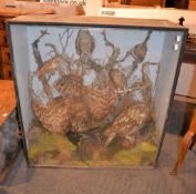 A Victorian taxidermy case of assorted owls in a naturalistic setting , including little owls, short