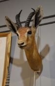 A preserved gazelle head, probably a Red-fronted gazelle or a Dorcas gazelle, possibly by Rowland