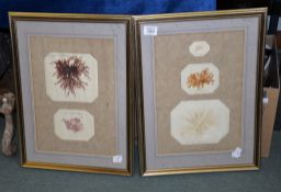 A set of ten Victorian framed groups of plant specimens, mid-19th century and later mounted,