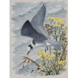 δ Charles Frederick Tunnicliffe (British 1901-1979) - Black Tern Watercolour Signed, lower right 25