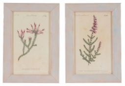 After William and Thomas Curtis, a set of twelve hand coloured botanical prints, early 19th