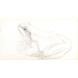 Joseph Wolf (German 1820 - 1899) Frog Pencil 4.5 x 8cm (2 x 3 Â¼ in.)