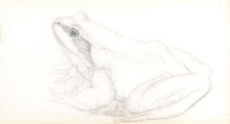 Joseph Wolf (German 1820 - 1899) Frog Pencil 4.5 x 8cm (2 x 3 Â¼ in.)