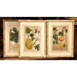 Three modern botanical prints in floral frames Each 35 x 21cm (13 3/4 x 8 1/4in.) (3)