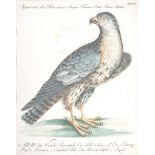 Italian School, circa 1700 Studies of a falcon Sparviere de Tunis and a cockerel Gallo Ricciuto A