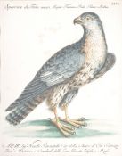 Italian School, circa 1700 Studies of a falcon Sparviere de Tunis and a cockerel Gallo Ricciuto A