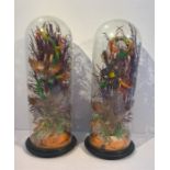 Pair of Victorian Taxidermy of Birds Under Glass Domes