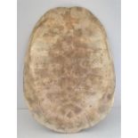 Rare 19th Century Blonde / Albino Loggerhead Turtle Shell; 66cm Length