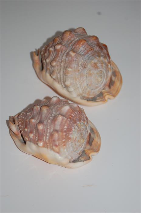 Two Conch Shells 14cm and 12cm in Length - Image 3 of 9