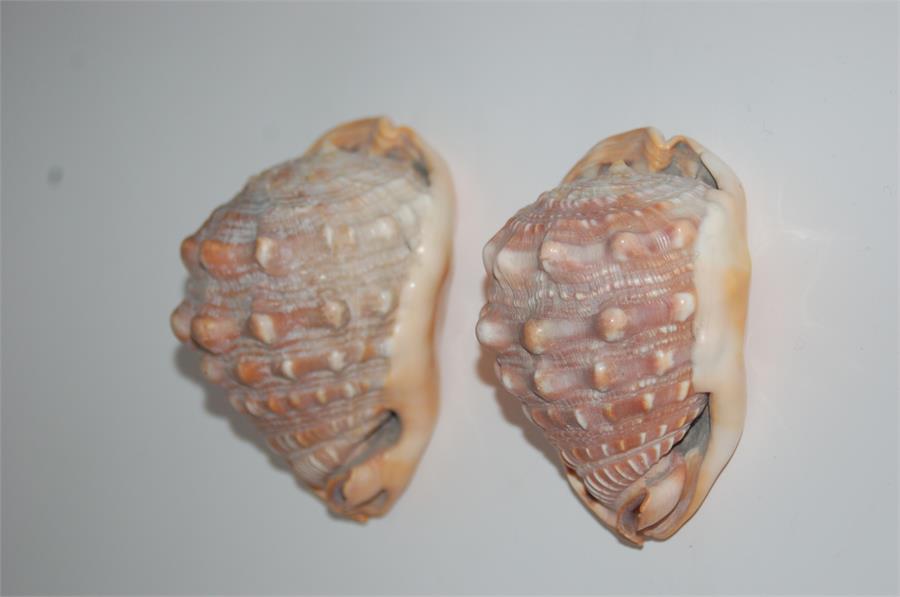 Two Conch Shells 14cm and 12cm in Length - Image 4 of 9