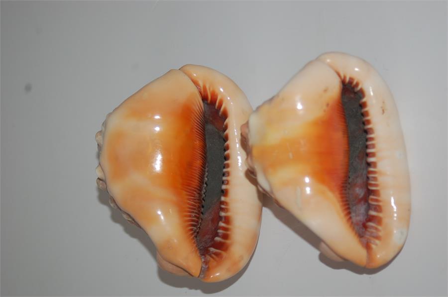 Two Conch Shells 14cm and 12cm in Length - Image 2 of 9
