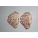 Two Conch Shells 14cm and 12cm in Length