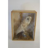 Late 19th / Early 20th Century Barn Owl in Glazed Pine Case