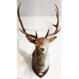 'Harry', A 12 point Red Stag Head, Plaque Engraved Cannock Chase, October 1993