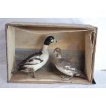 A Pair of 19th/20th C. Taxidermy Ducks