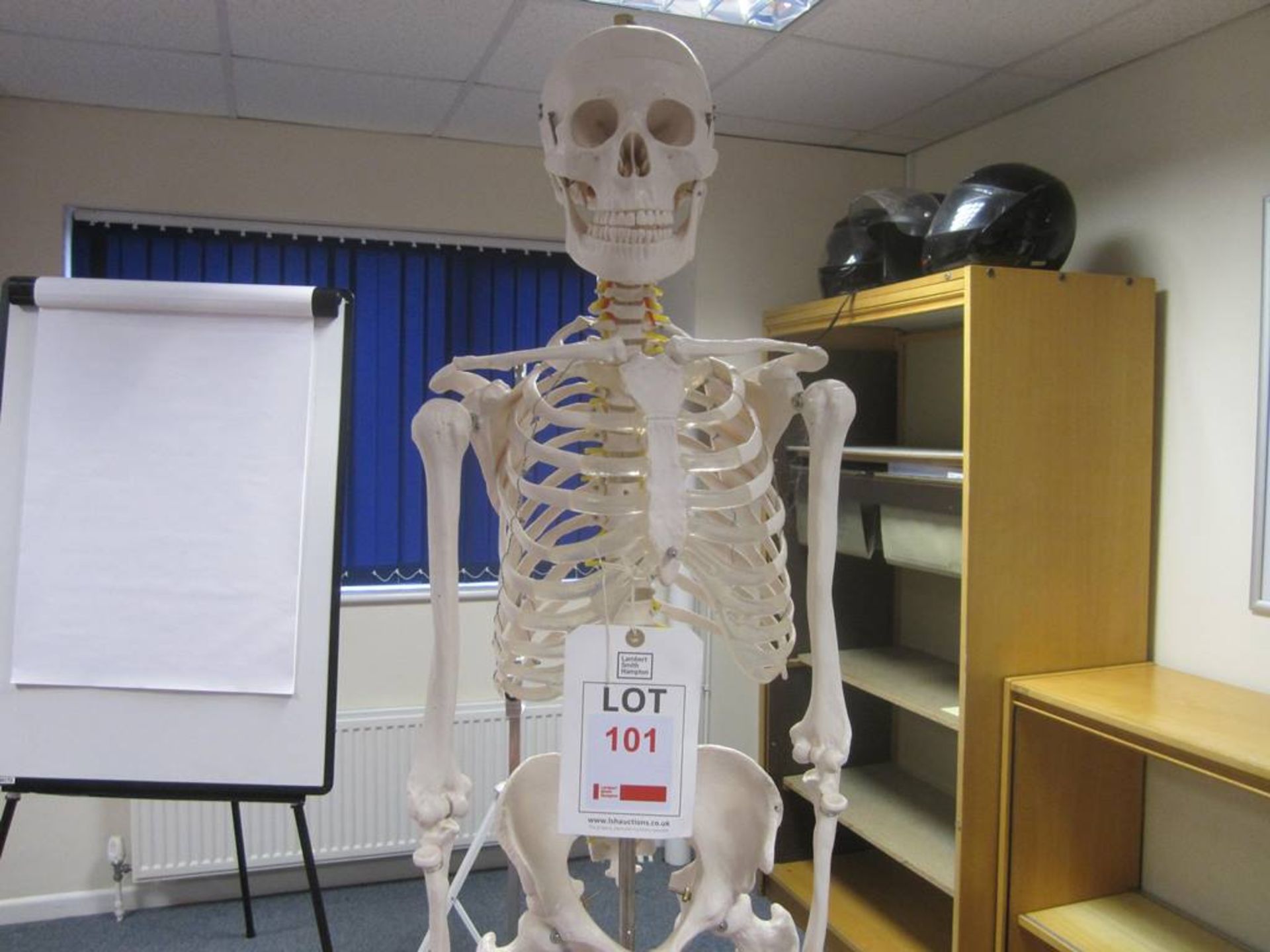 First Aid training model of human skeleton mounted on mobile stand