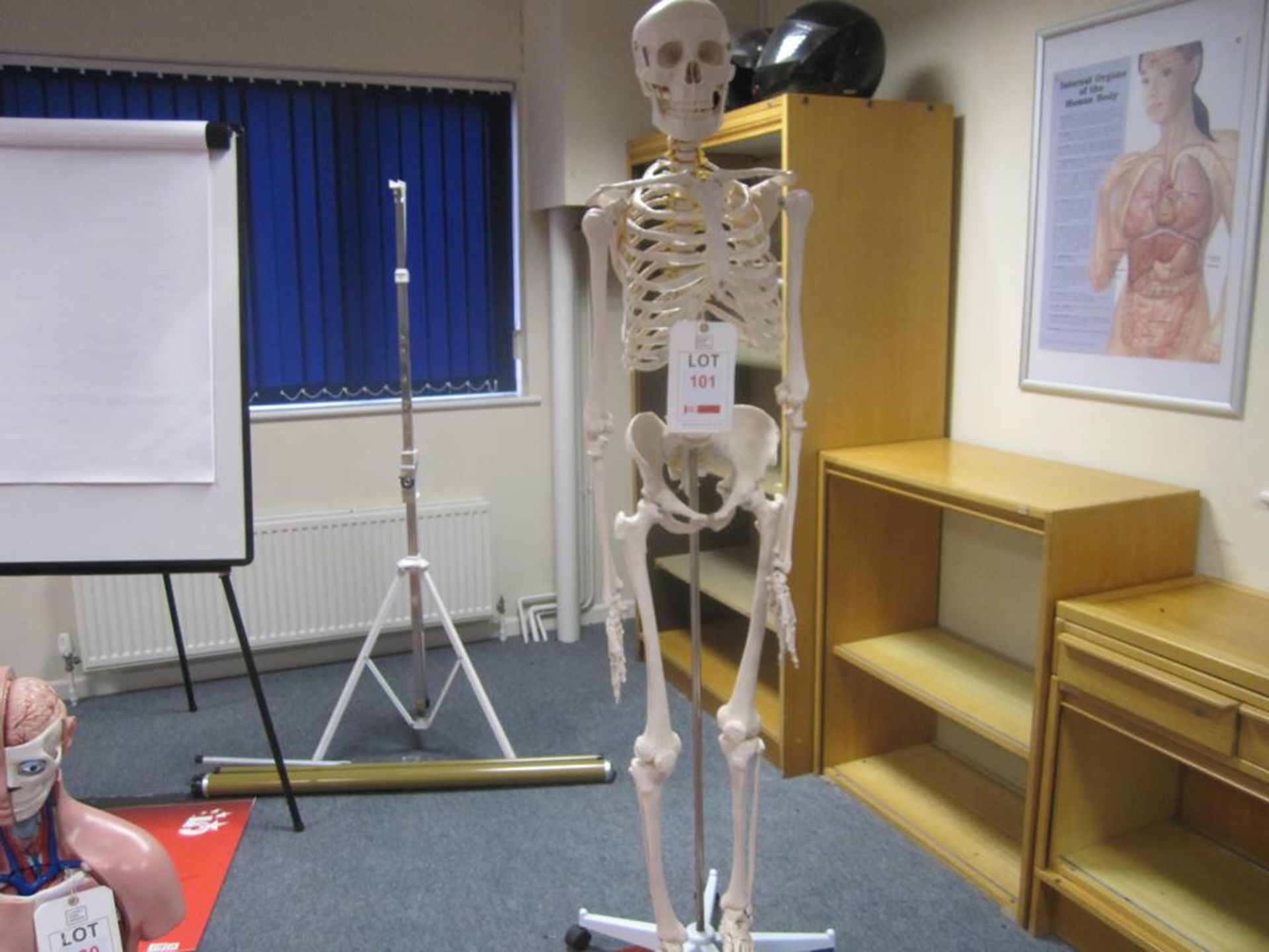 First Aid training model of human skeleton mounted on mobile stand - Image 2 of 2