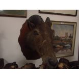 Mounted taxidermy Gazelle head