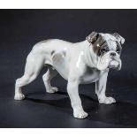 Englische Bulldogge Fritz Diller (Entwurf), Rosenthal, 1914 Stehend. Staffiert in sparsamer