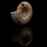 An Ammonite, Perisphinctes sp. Fossil,
