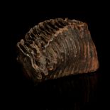 A Mammoth Tooth,