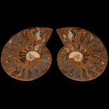 A Sectioned Ammonite Fossil,