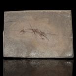 A Keichousaurus Hui Reptile Fossil