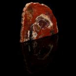 A Petrified Wood Fossil,