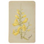 Potter (Beatrix, attributed to) A spray of Broom blossom, watercolour and body colour, [c.1900]