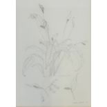 Kathleen Russell Botanical pencil sketch, signed, in a glazed frame, 37 x 52cm