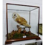 A taxidermy owl, modelled perched upon a branch, contained within an oak glazed showcase, 44 x 41cm
