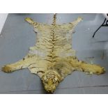 An early 20th century taxidermy Tiger skin, 277 x 188cm