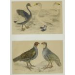 Framed book plates of birds to include red partridge, grey partridge, a white swan and a black swan,