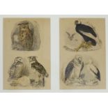 Framed book plates of birds to include vultures and owls, 46 x 36cm overall