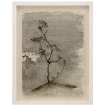 Charlotte Verity Pear Blossom watercolour 30 x 22cm (38 x 29cm framed) Charlotte Verity (b.